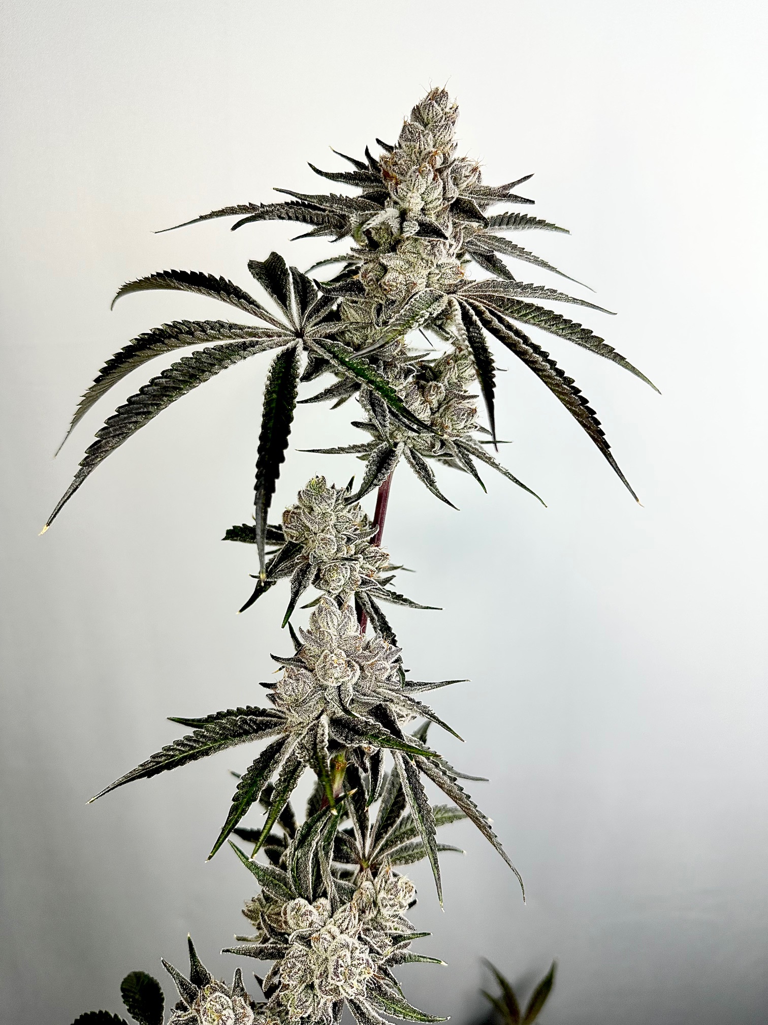 Exotic Genetix Lazeralus Fem Seeds