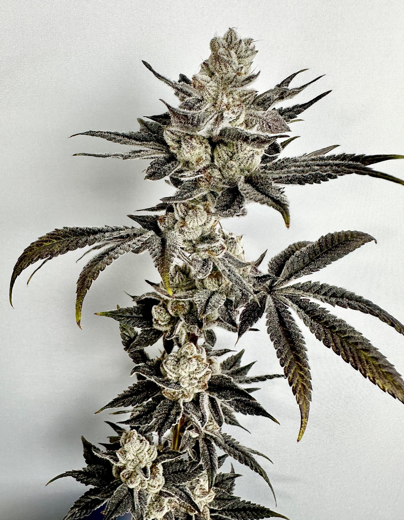 Exotic Genetix Nut Buster Fem Seeds