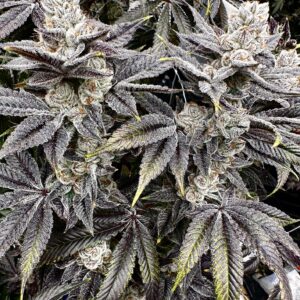 Exotic Genetix Nut Buster Fem Seeds