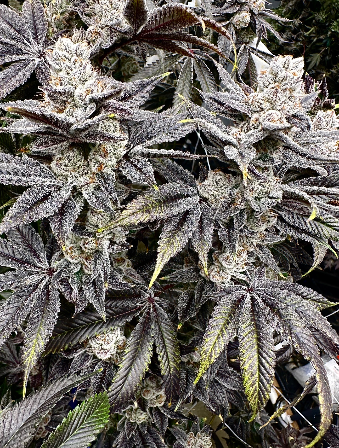 Exotic Genetix Nut Buster Fem Seeds