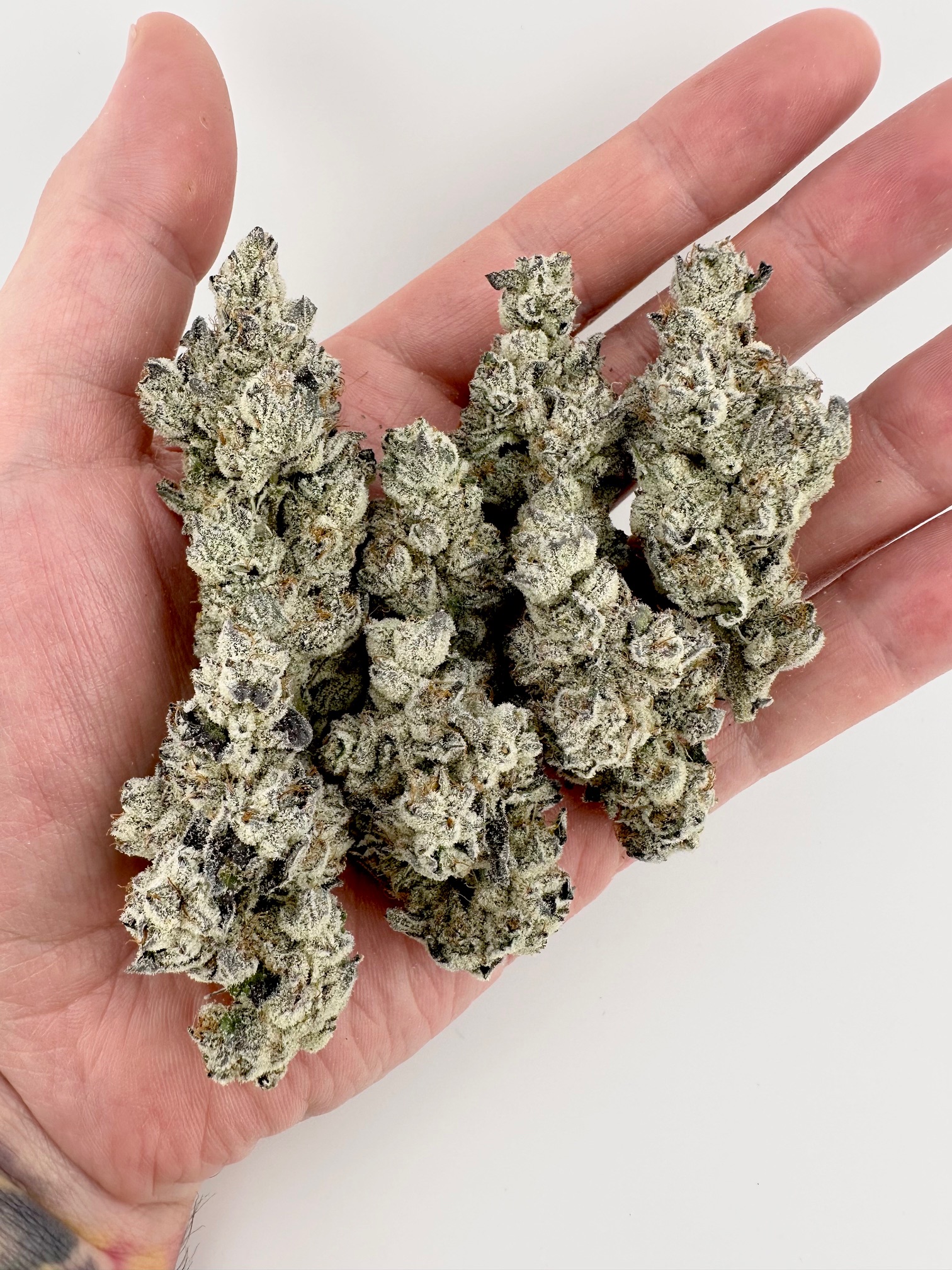 Exotic Genetix Nut Buster Fem Seeds