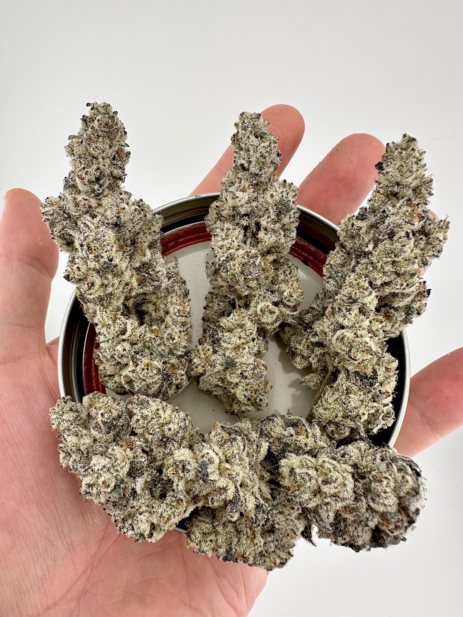 Exotic Genetix Melt Monster Fem Seeds