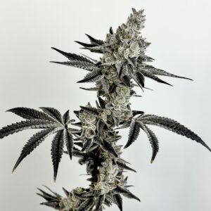 Exotic Genetix Nut Buster Fem Seeds