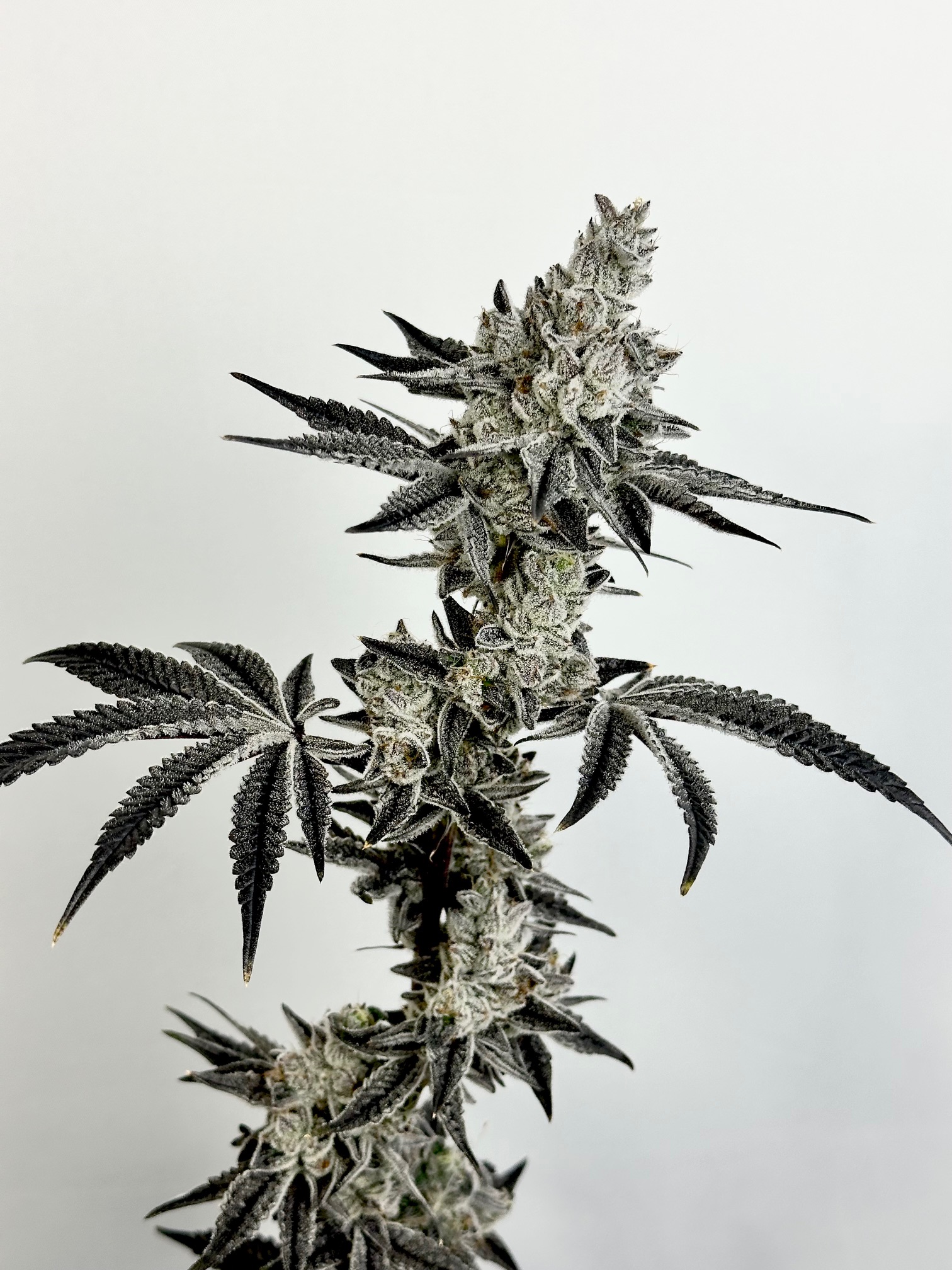 Exotic Genetix Nut Buster Fem Seeds