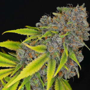 BIRDS OF PARADISE V3 BY DYNASTY GENETICS