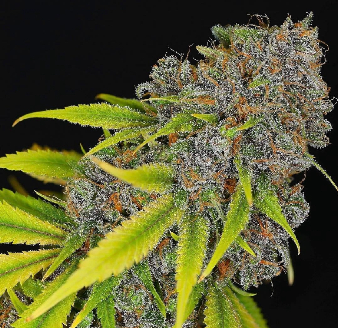 BIRDS OF PARADISE V3 BY DYNASTY GENETICS