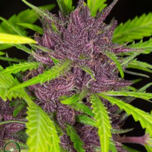 PINEAPPLE STARSHIP BY DYNASTY GENETICS