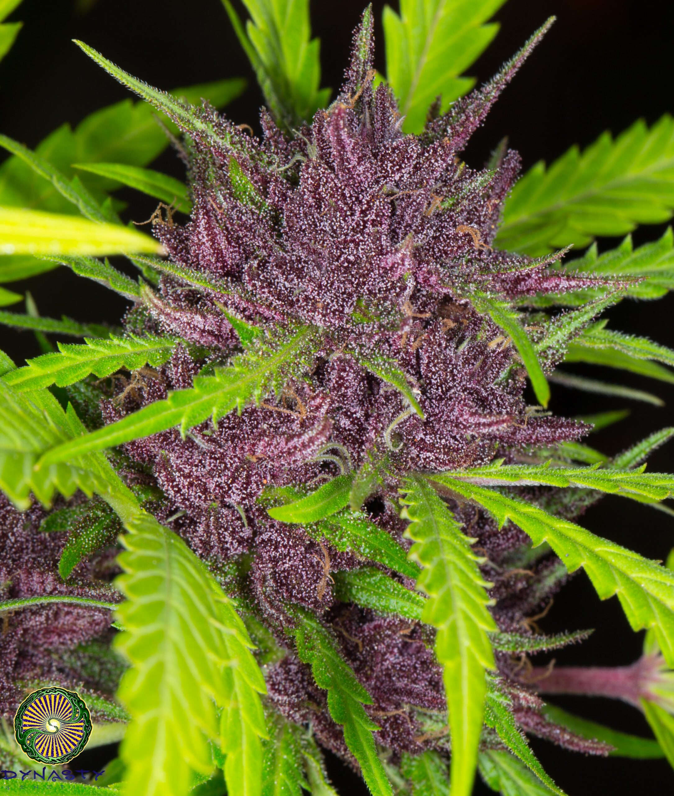 PINEAPPLE STARSHIP BY DYNASTY GENETICS