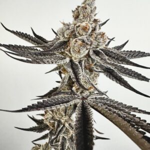EXOTIC GENETIX POLAR DUSK FEM