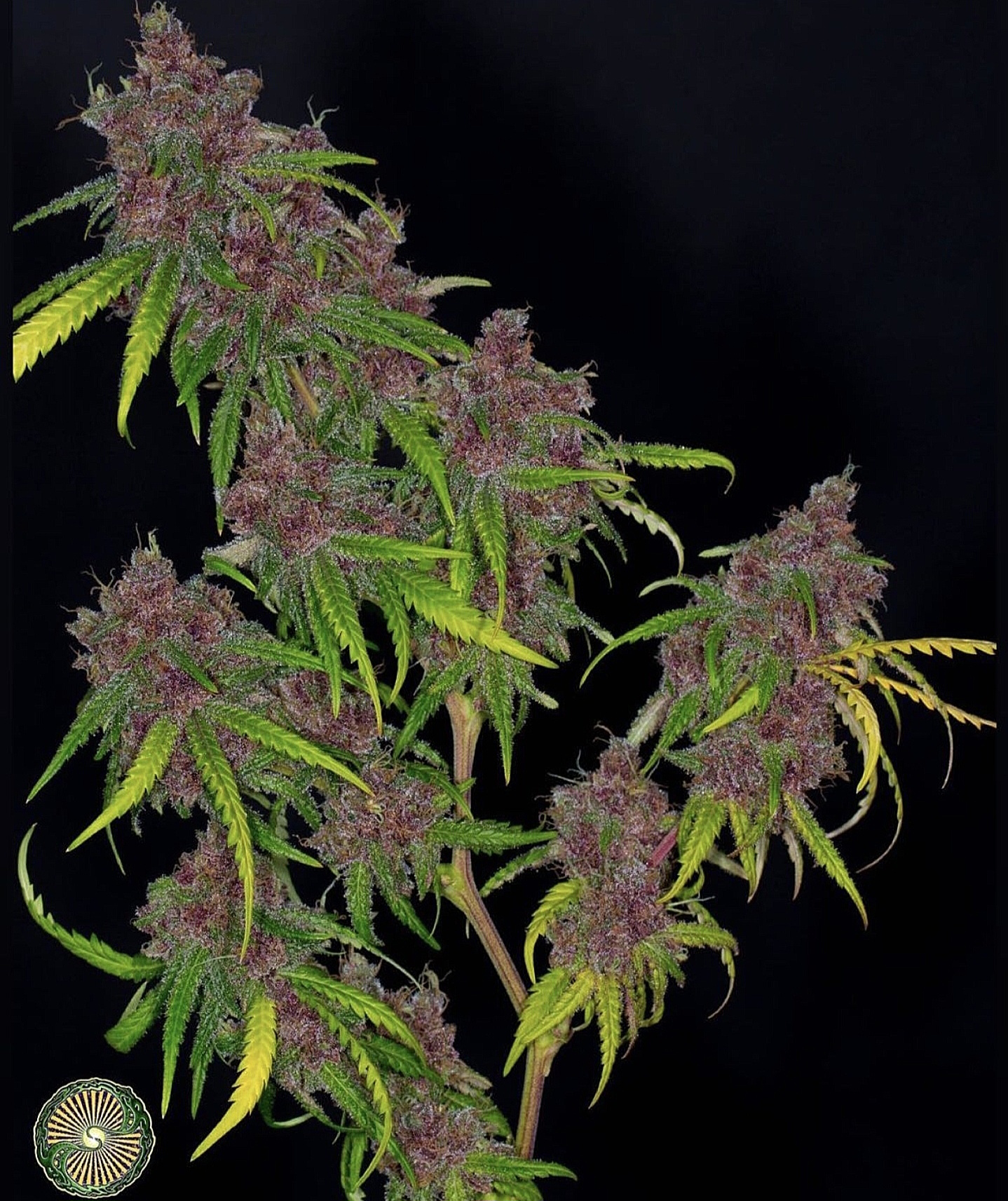 PINEAPPLE STARSHIP BY DYNASTY GENETICS - Image 2