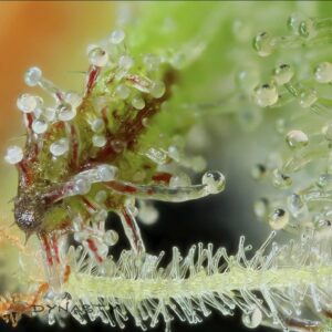 MS. UNIVERSE F2 BY DYNASTY/RELIC SEEDS *bonus pack included*