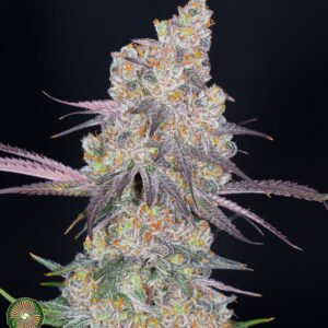 NURSE MARY BY DYNASTY GENETICS *bonus pack included*