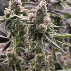 umami seed cheetah rita (cheetah piss x limecai) us seed hub