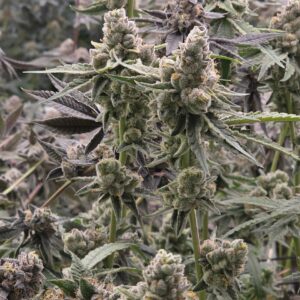 umami seed cheetah rita (cheetah piss x limecai) us seed hub