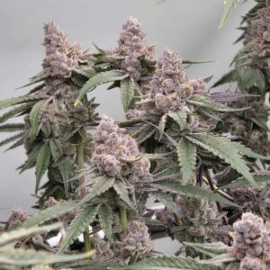 umami seed cheetah rita (cheetah piss x limecai) us seed hub