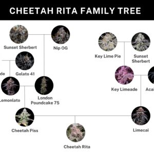 umami seed cheetah rita (cheetah piss x limecai) us seed hub