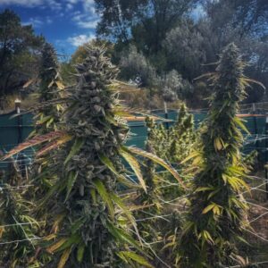 umami seed cheetah rita (cheetah piss x limecai) us seed hub