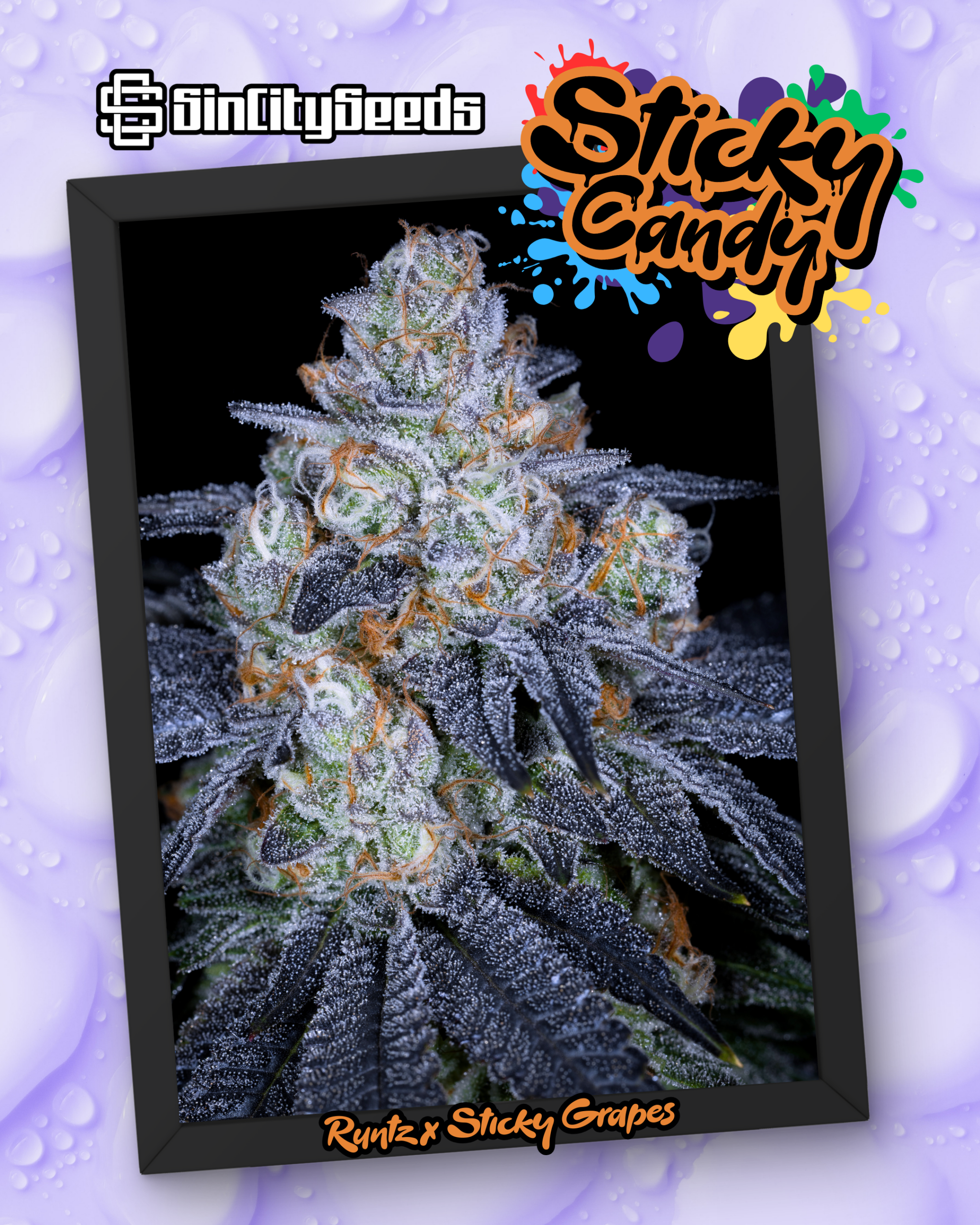 STICKY GRAPES BOX SET EXCLUSIVE BY SIN CITY SEEDS - Image 3
