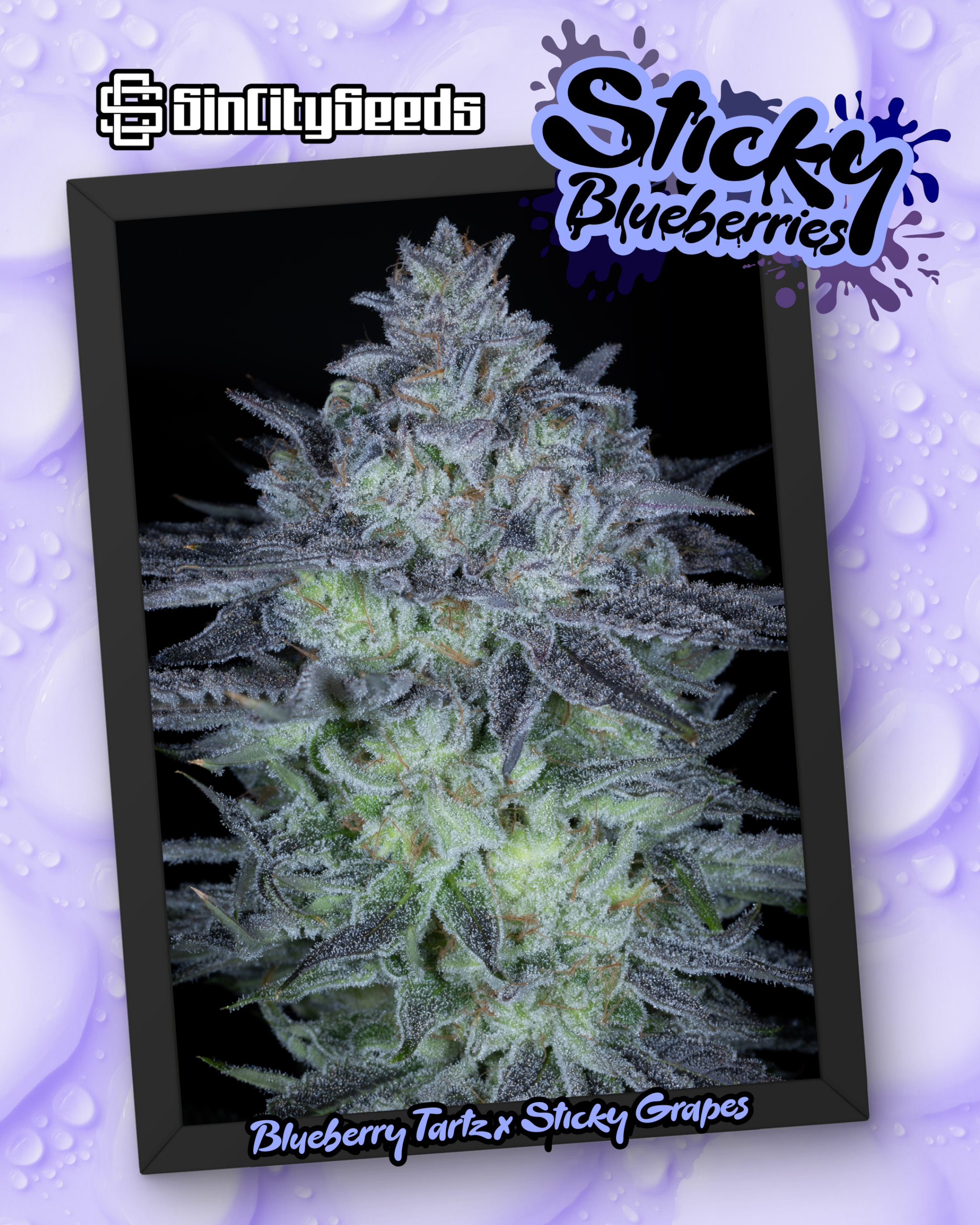 STICKY GRAPES BOX SET EXCLUSIVE BY SIN CITY SEEDS - Image 8