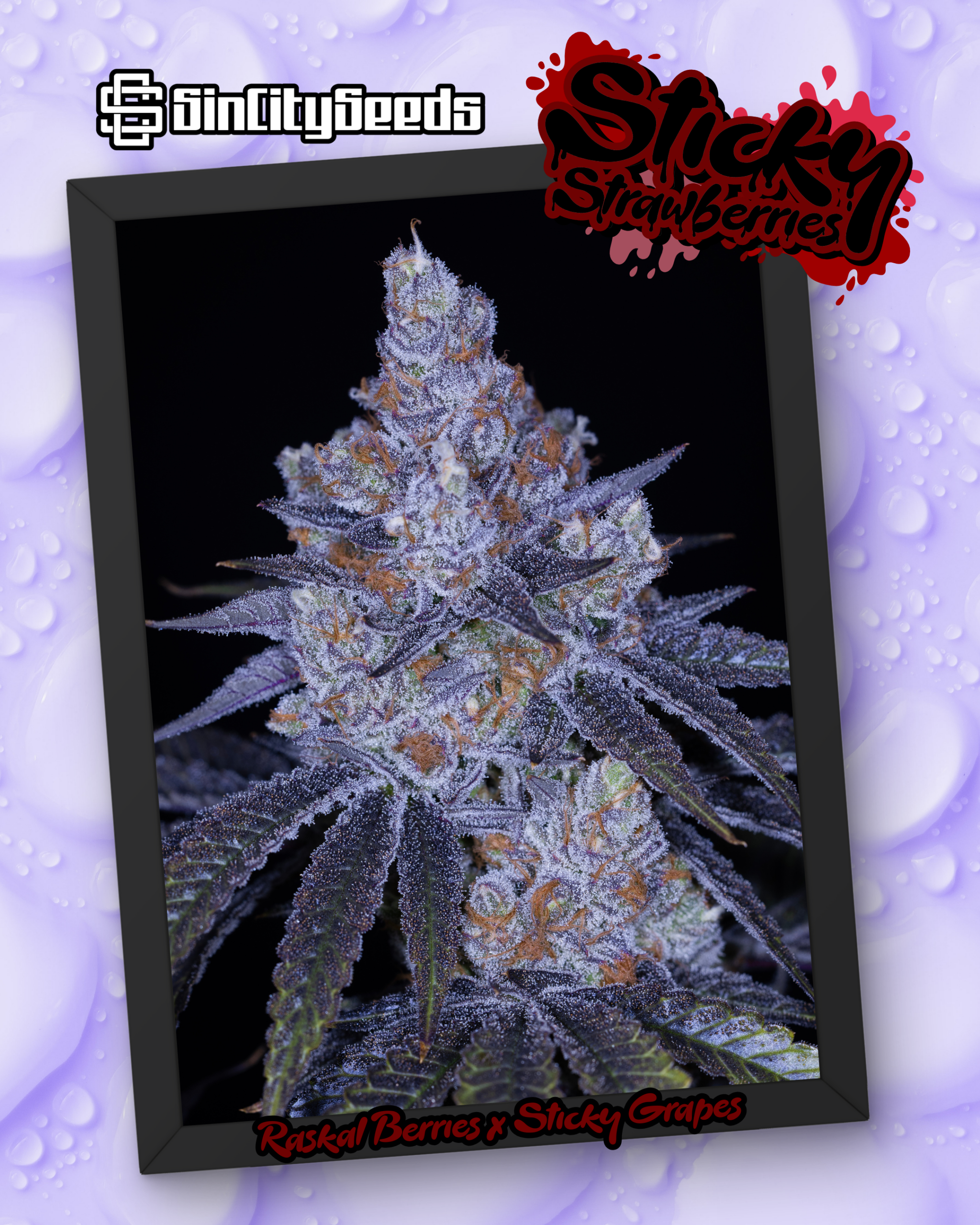 STICKY GRAPES BOX SET EXCLUSIVE BY SIN CITY SEEDS - Image 6