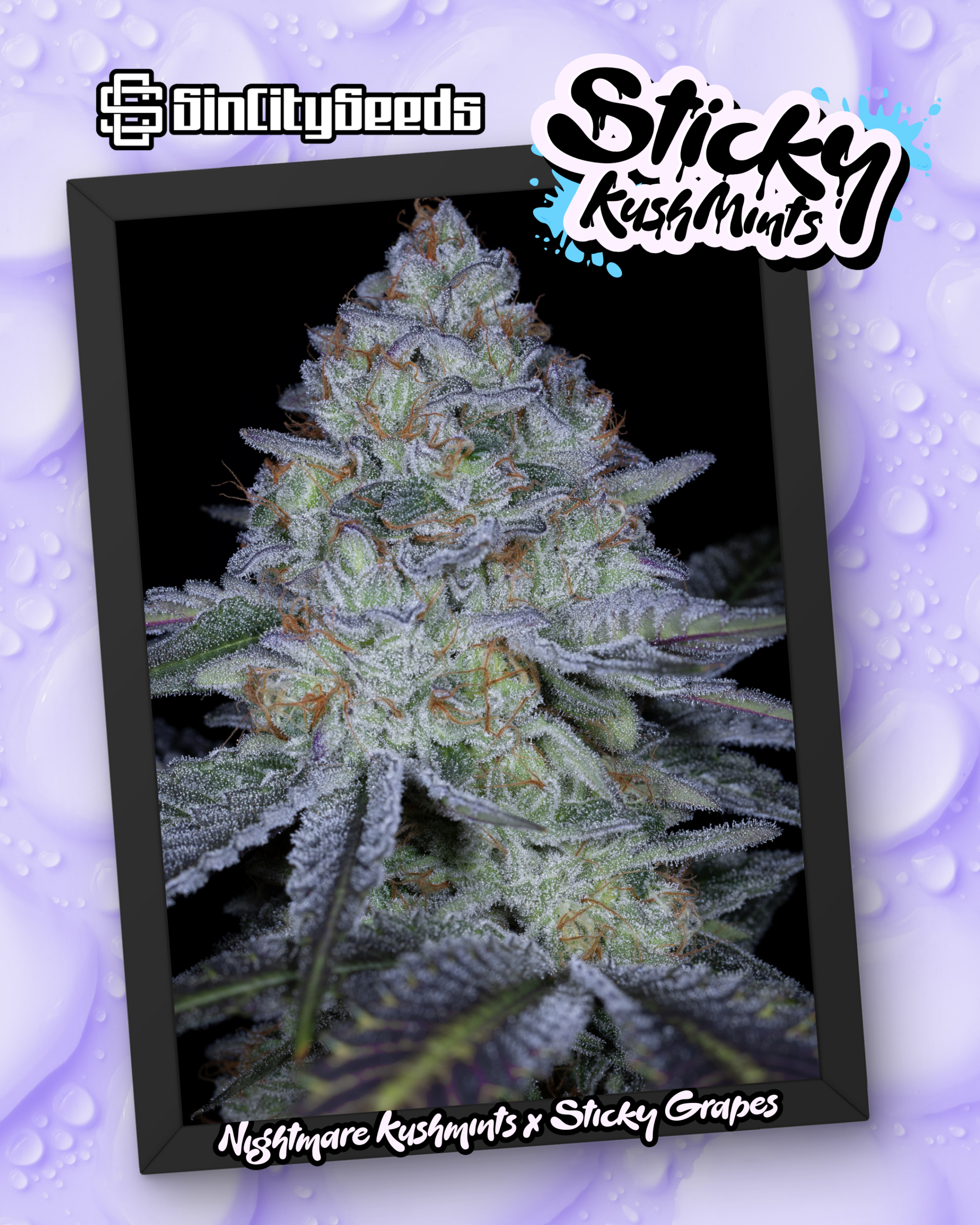STICKY GRAPES BOX SET EXCLUSIVE BY SIN CITY SEEDS - Image 9