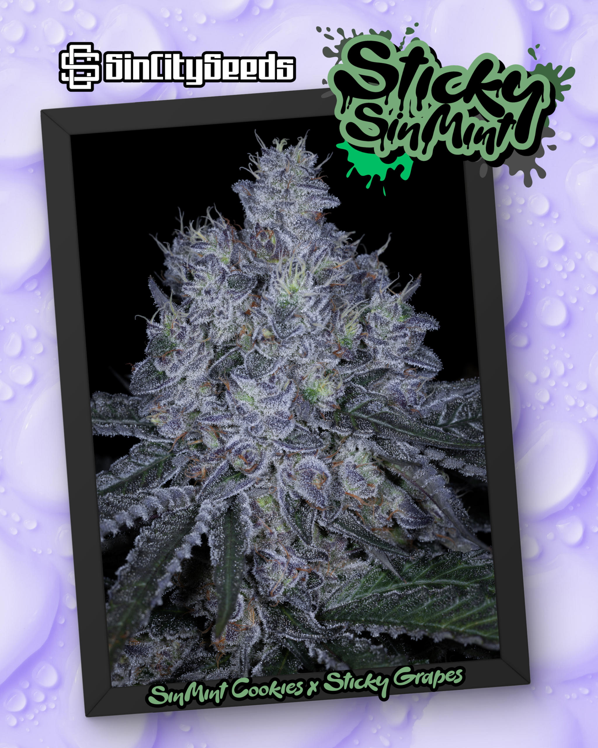 STICKY GRAPES BOX SET EXCLUSIVE BY SIN CITY SEEDS - Image 5