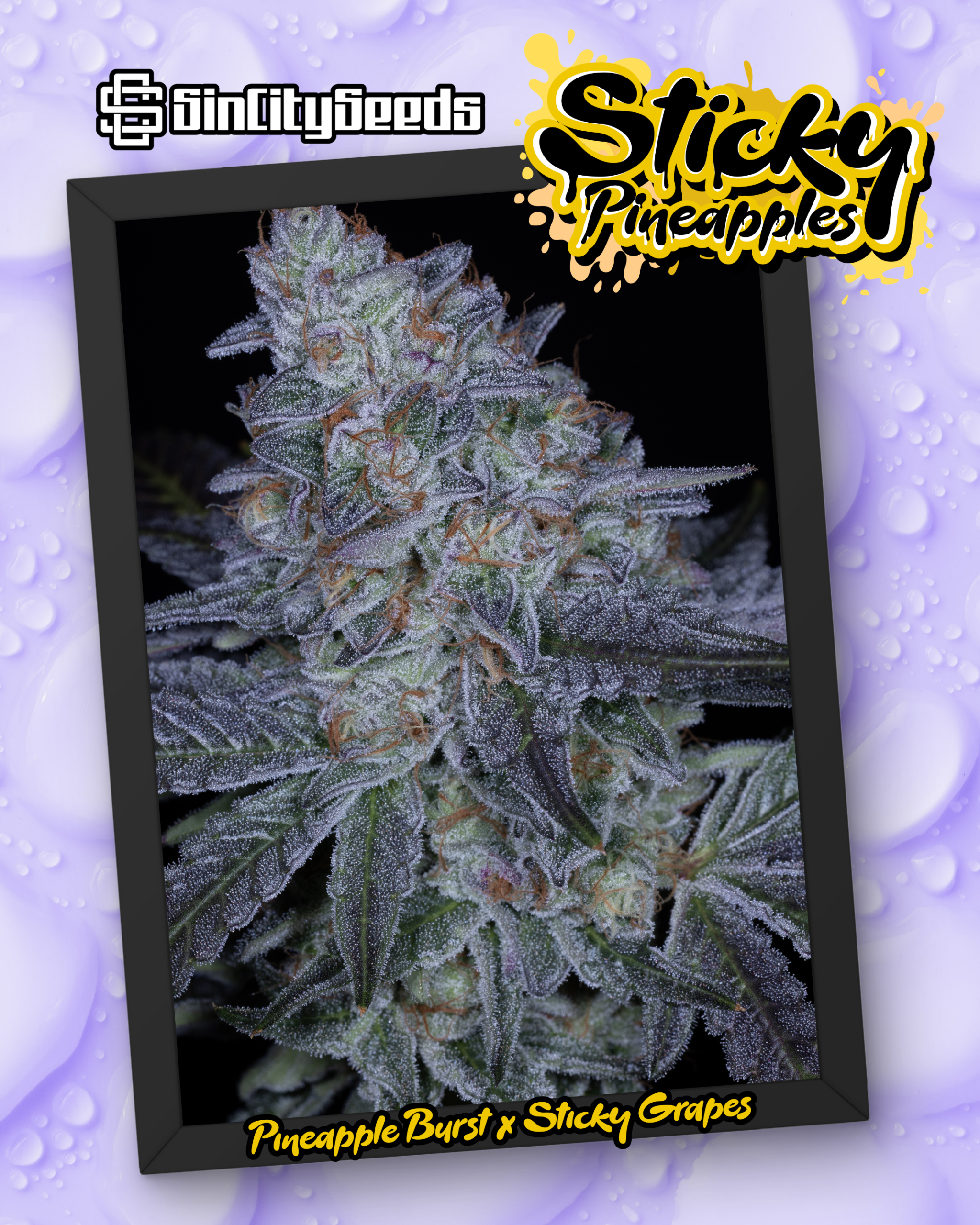 STICKY GRAPES BOX SET EXCLUSIVE BY SIN CITY SEEDS - Image 4