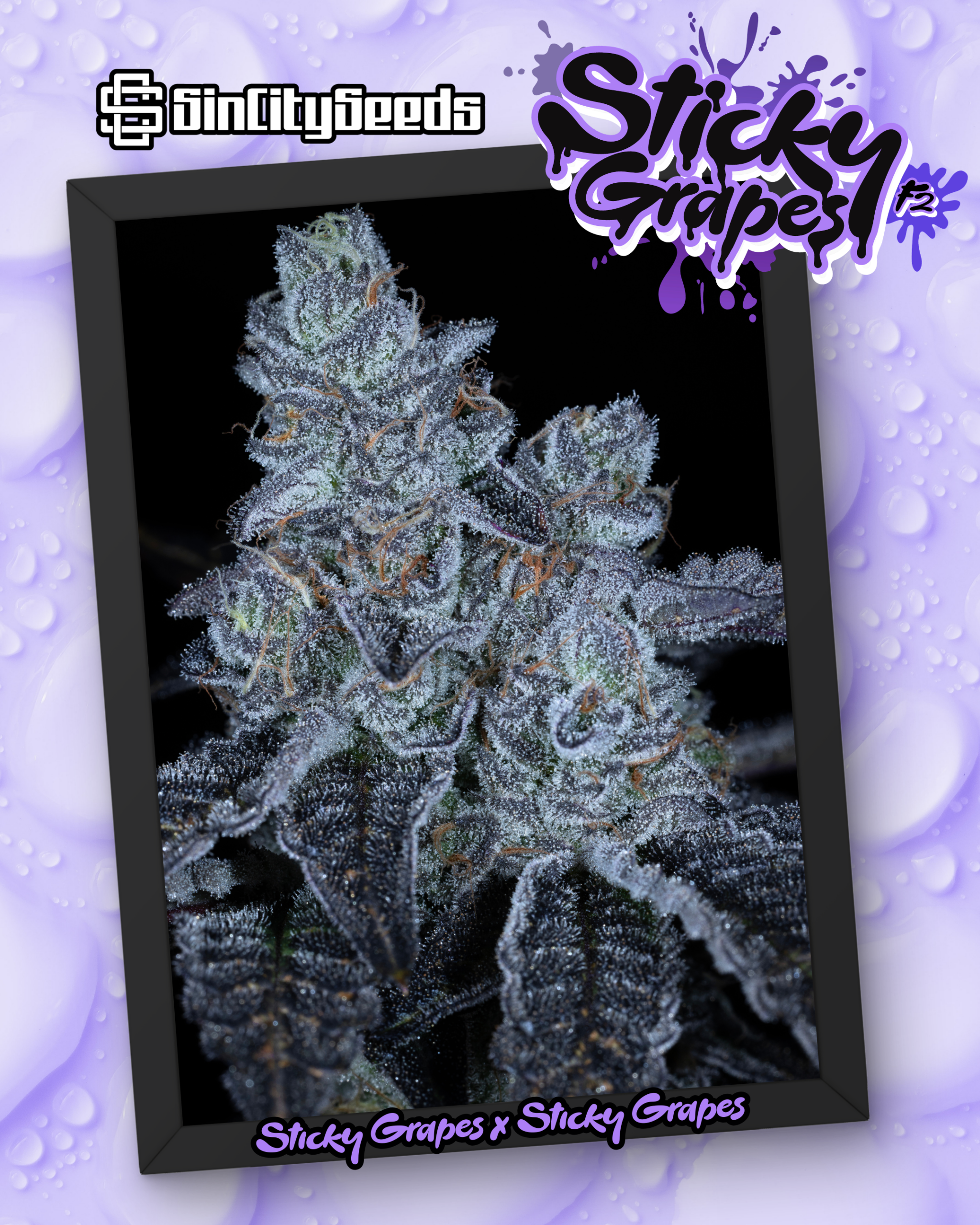 STICKY GRAPES BOX SET EXCLUSIVE BY SIN CITY SEEDS - Image 7
