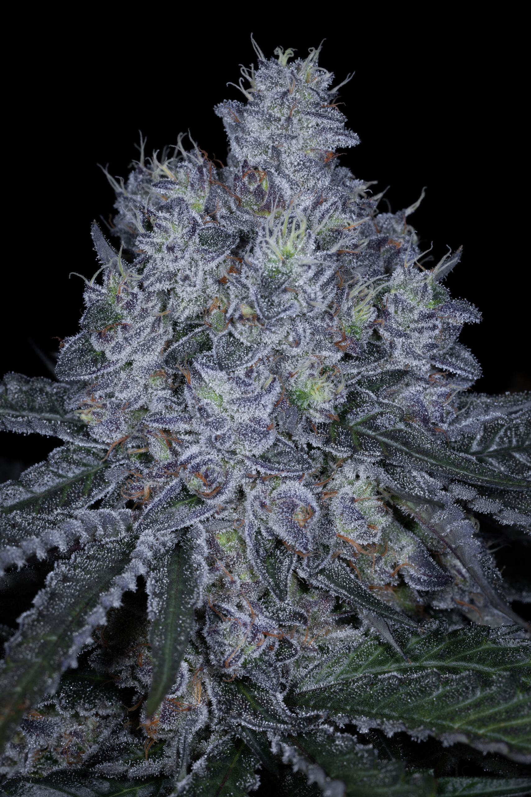 STICKY SINMINT BY SIN CITY SEEDS *Includes Bonus Pack* - Image 2