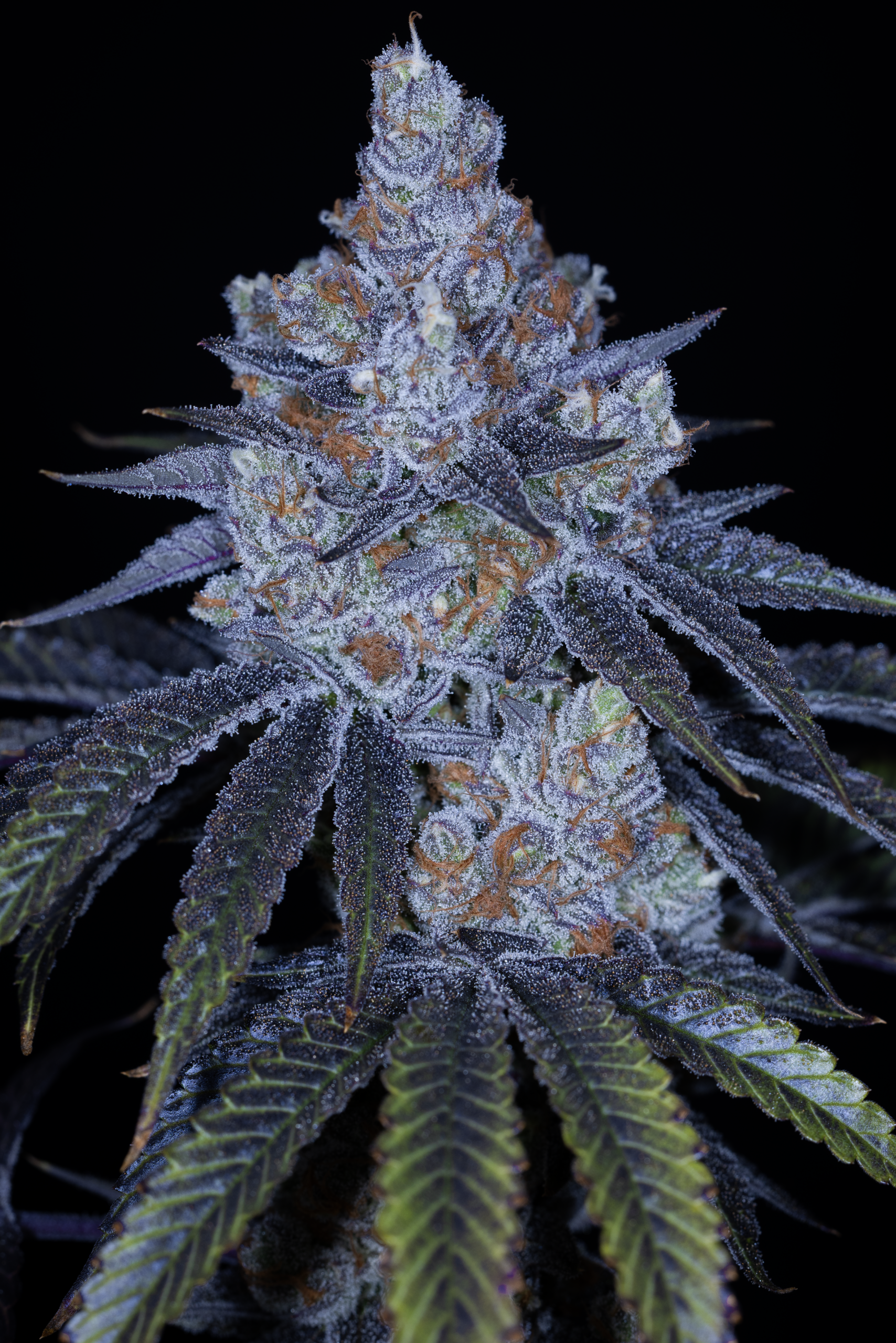 STICKY STRAWBERRIES BY SIN CITY SEEDS *Includes Bonus Pack* - Image 2