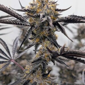 Umami seed co Kakashi fem seeds