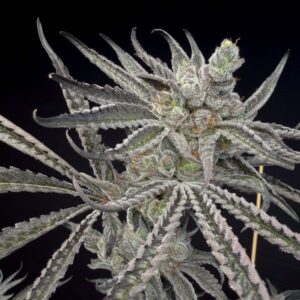 BLUE HYDRA BY SOLFIRE GARDENS *Bonus Pack Included*