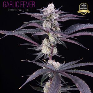 GARLIC FEVER BY ROMULAN GENETICS *bonus pack included*