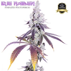IRIE MAIDEN BY ROMULAN GENETICS