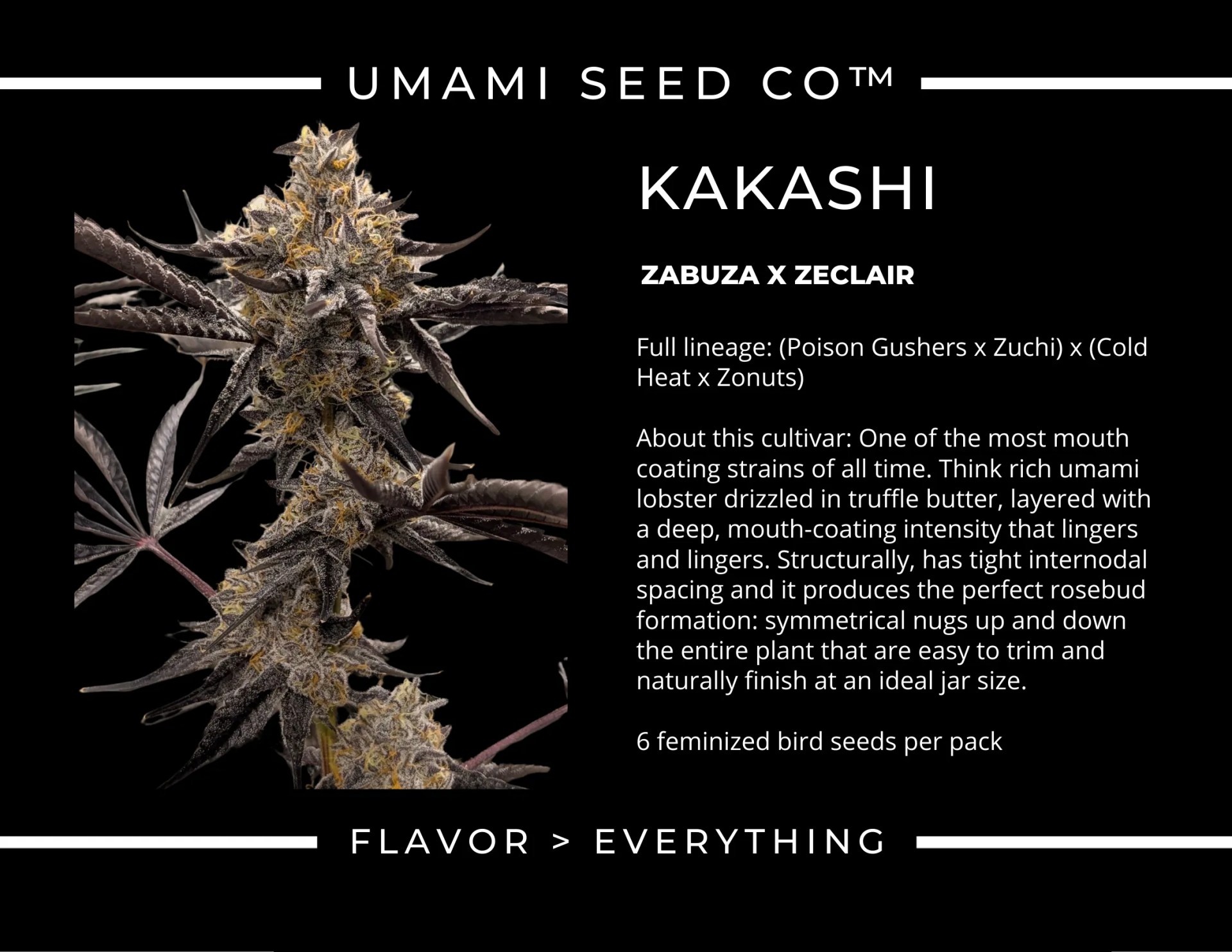 Umami seed co Kakashi fem seeds