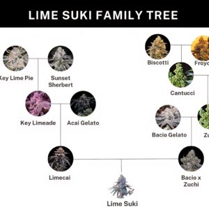 Umami seed co lime Suki fem seeds