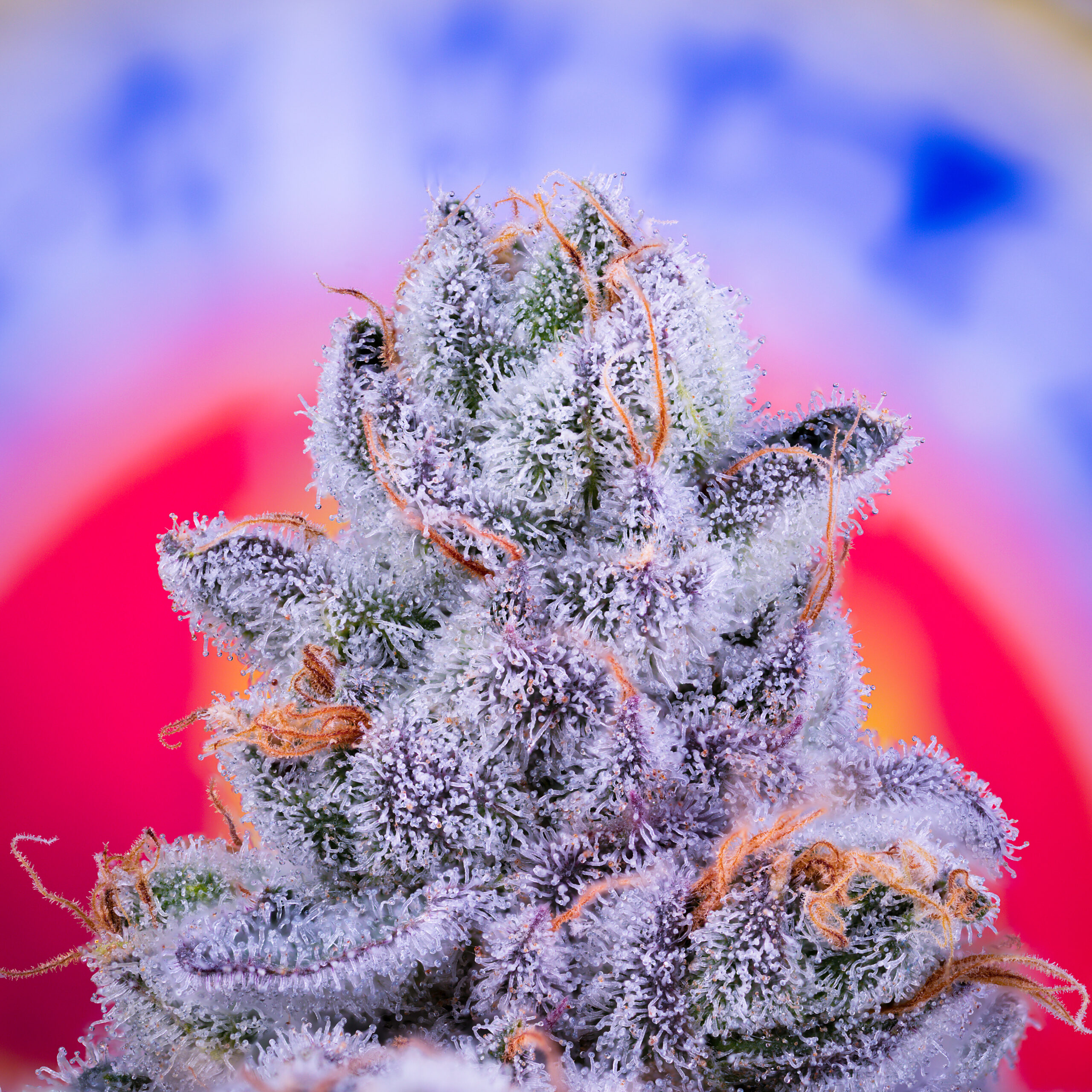 GARLIC FEVER BY ROMULAN GENETICS *bonus pack included*