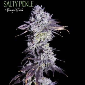SALTY PICKLE BY ROMULAN GENETICS