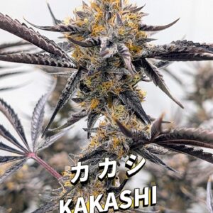 Umami seed co Kakashi fem seeds
