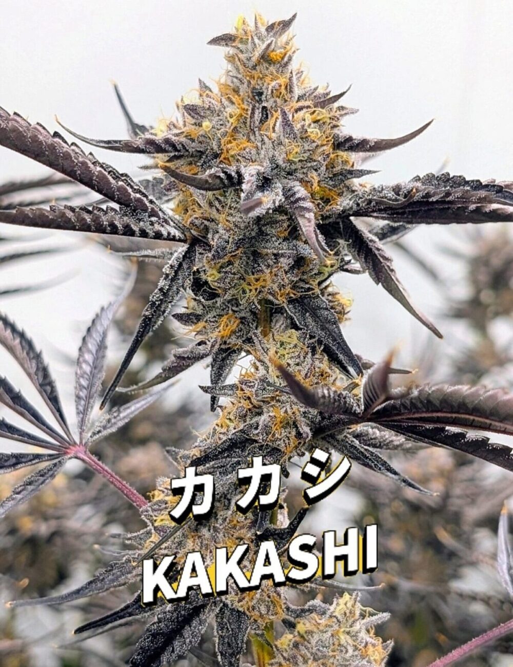 Umami seed co Kakashi fem seeds