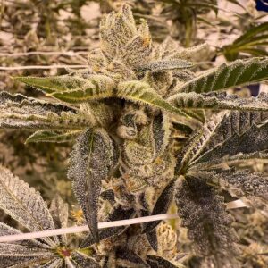 PRIME LIME BY UMAMI SEED CO. *bonus packs included*