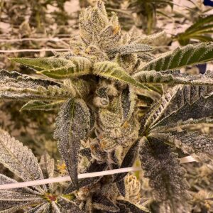 PRIME LIME BY UMAMI SEED CO. *bonus pack included*