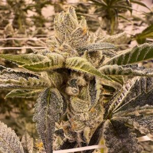 PRIME LIME BY UMAMI SEED CO. *bonus pack included*