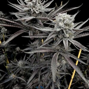Solfire gardens gob smack feminized seeds