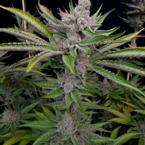 Solfire gardens sour situation feminized seeds