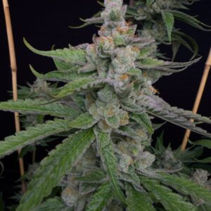 Solfire gardens spiked lemon feminized seeds