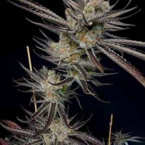 Solfire gardens trapper keeper feminized seeds