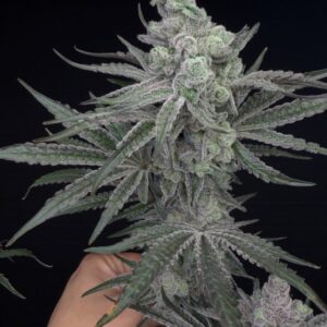Solfire gardens woozy feminized seeds