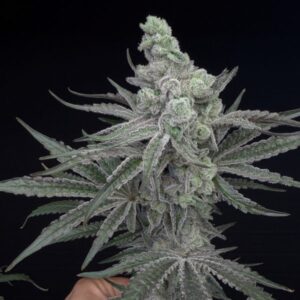Solfire gardens woozy feminized seeds